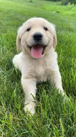 Benji, a male Golden Retriever for sale in Springfield, MA – 3 of 3