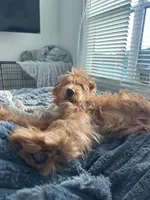 Bentlee, a male Goldendoodle for sale in Geismar, LA – Photo 5 of 5