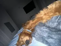 Bentlee, a male Goldendoodle for sale in Geismar, LA – Photo 4 of 5