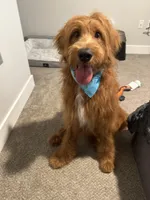 Bentlee, a male Goldendoodle for sale in Geismar, LA – Photo 3 of 5