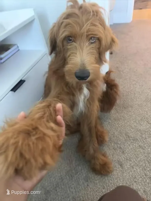 Bentlee – Goldendoodle puppy for sale in Geismar, LA