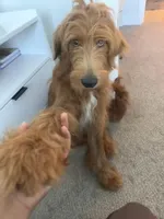 Bentlee, a male Goldendoodle for sale in Geismar, LA – Photo 1 of 5