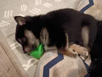 Pinky, a female Shiba Inu for sale in Wisconsin Dells, WI – Photo 2 of 7