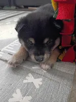 Pinky, a female Shiba Inu for sale in Wisconsin Dells, WI – Photo 5 of 7