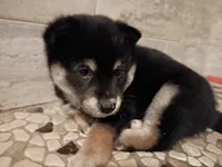 Pinky, a female Shiba Inu for sale in Wisconsin Dells, WI – Photo 7 of 7