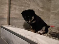 Pinky, a female Shiba Inu for sale in Wisconsin Dells, WI – Photo 6 of 7