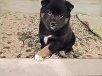 Oreo, a female Shiba Inu for sale in Wisconsin Dells, WI – Photo 1 of 7