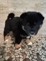 Oreo, a female Shiba Inu for sale in Wisconsin Dells, WI – Photo 2 of 7