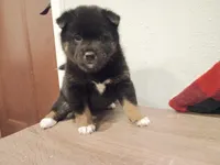 Oreo, a female Shiba Inu for sale in Wisconsin Dells, WI – Photo 4 of 7