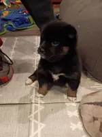 Oreo, a female Shiba Inu for sale in Wisconsin Dells, WI – Photo 6 of 7