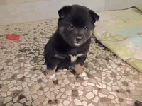 Oreo, a female Shiba Inu for sale in Wisconsin Dells, WI – Photo 5 of 7