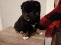 Oreo, a female Shiba Inu for sale in Wisconsin Dells, WI – Photo 3 of 7