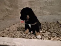 Buster, a male Shiba Inu for sale in Wisconsin Dells, WI – Photo 5 of 6