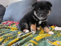 Buster, a male Shiba Inu for sale in Wisconsin Dells, WI – Photo 1 of 6