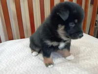 Buster, a male Shiba Inu for sale in Wisconsin Dells, WI – Photo 2 of 6