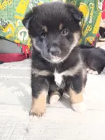 Buster, a male Shiba Inu for sale in Wisconsin Dells, WI – Photo 4 of 6