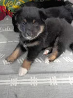 Buster, a male Shiba Inu for sale in Wisconsin Dells, WI – Photo 6 of 6