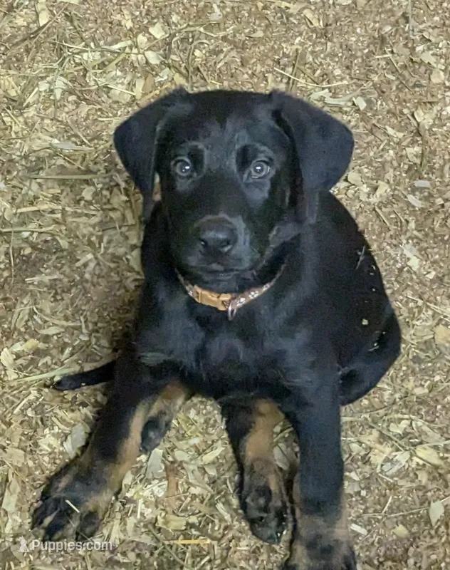 Bo – German Shepherd Dog, Doberman Pinscher puppy for sale in Ruffs Dale, PA
