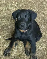 Bo, a male German Shepherd Dog and Doberman Pinscher for sale in Ruffs Dale, PA – 1 of 1