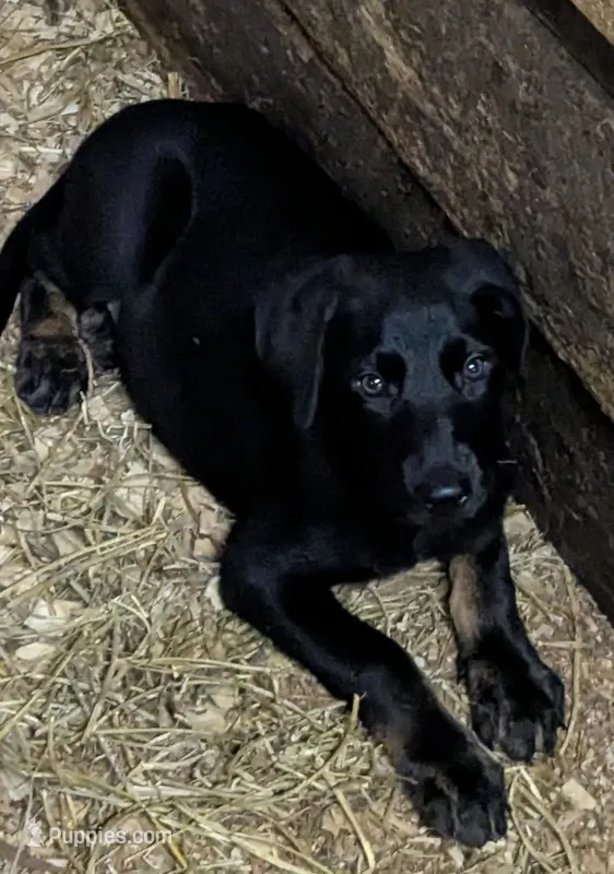 Cream – German Shepherd Dog, Doberman Pinscher puppy for sale in Ruffs Dale, PA