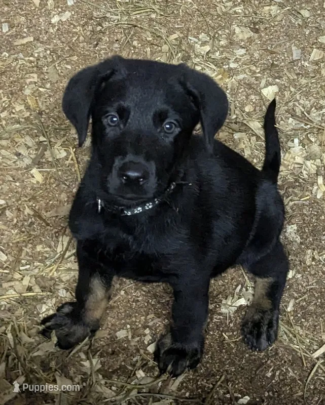 Nimmix – German Shepherd Dog, Doberman Pinscher puppy for sale in Ruffs Dale, PA