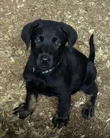 Nimmix, a male German Shepherd Dog and Doberman Pinscher for sale in Ruffs Dale, PA – 1 of 1