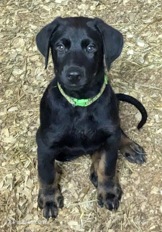 Zeke – German Shepherd Dog, Doberman Pinscher puppy for sale in Ruffs Dale, PA