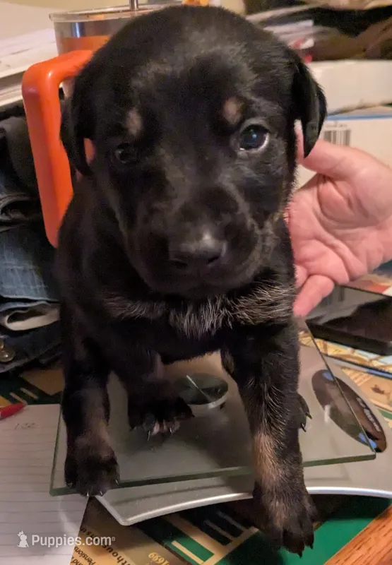 Cream – German Shepherd Dog, Doberman Pinscher puppy for sale in Ruffs Dale, PA