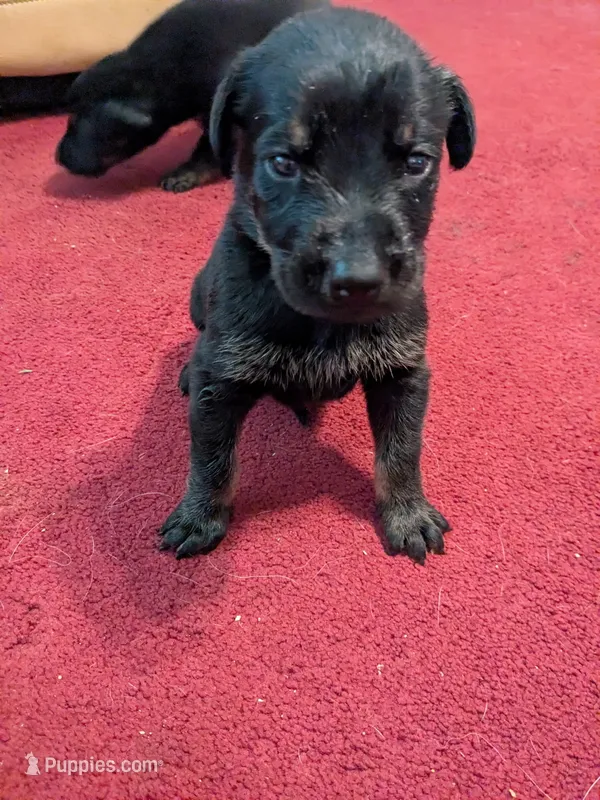 Yellow – German Shepherd Dog, Doberman Pinscher puppy for sale in Ruffs Dale, PA