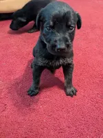 Yellow, a female German Shepherd Dog and Doberman Pinscher for sale in Ruffs Dale, PA – 1 of 1