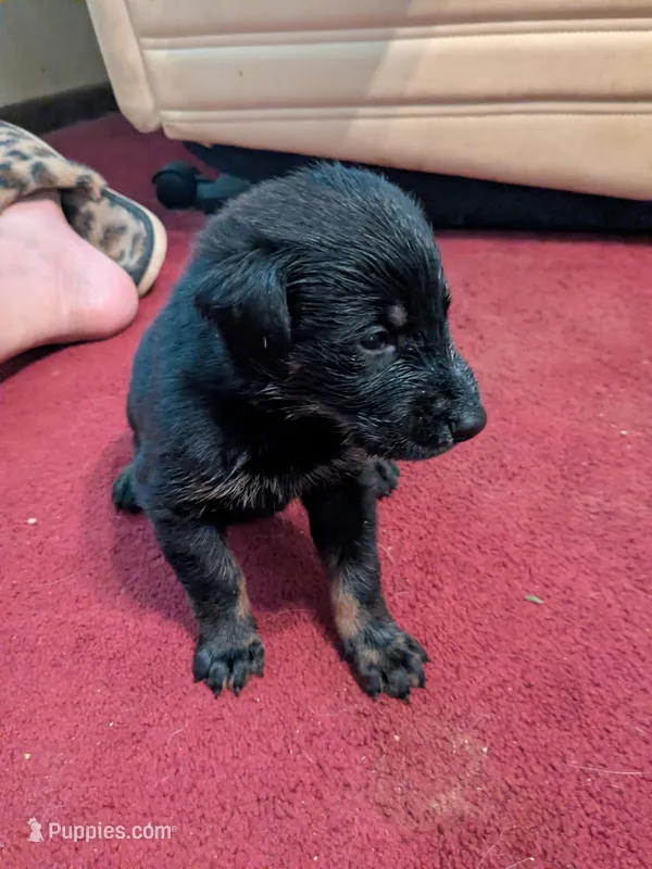 Zeke – German Shepherd Dog, Doberman Pinscher puppy for sale in Ruffs Dale, PA