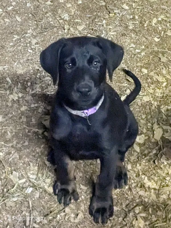 Yellow – German Shepherd Dog, Doberman Pinscher puppy for sale in Ruffs Dale, PA