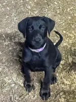 Yellow, a female German Shepherd Dog and Doberman Pinscher for sale in Ruffs Dale, PA – 1 of 1