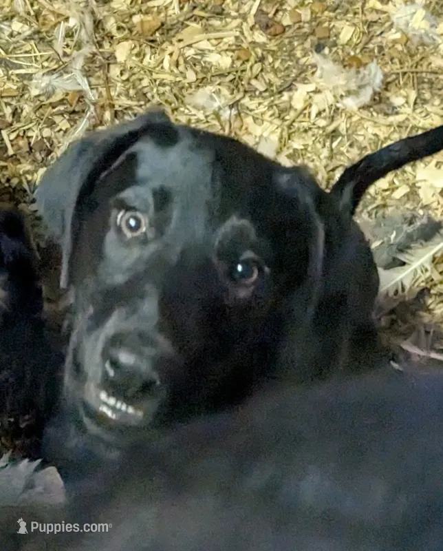 Shadow – German Shepherd Dog, Doberman Pinscher puppy for sale in Ruffs Dale, PA