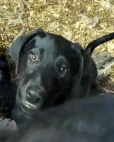 Shadow, a female German Shepherd Dog and Doberman Pinscher for sale in Ruffs Dale, PA – 1 of 1