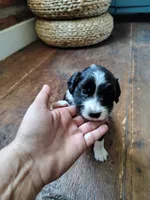 Pickles, a female Australian Shepherd and Labrador Retriever for sale in Lakeside Marblehead, OH – 1 of 3