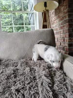 Spark, a female Australian Shepherd and Labrador Retriever for sale in Lakeside Marblehead, OH – 8 of 9