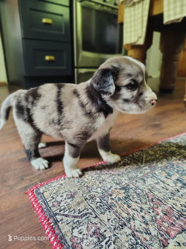 Tater tot – Australian Shepherd, Labrador Retriever puppy for sale in Lakeside Marblehead, OH