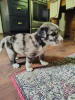 Tater tot, a male Australian Shepherd and Labrador Retriever for sale in Lakeside Marblehead, OH – 1 of 6