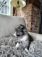 Tater tot, a male Australian Shepherd and Labrador Retriever for sale in Lakeside Marblehead, OH – 4 of 6