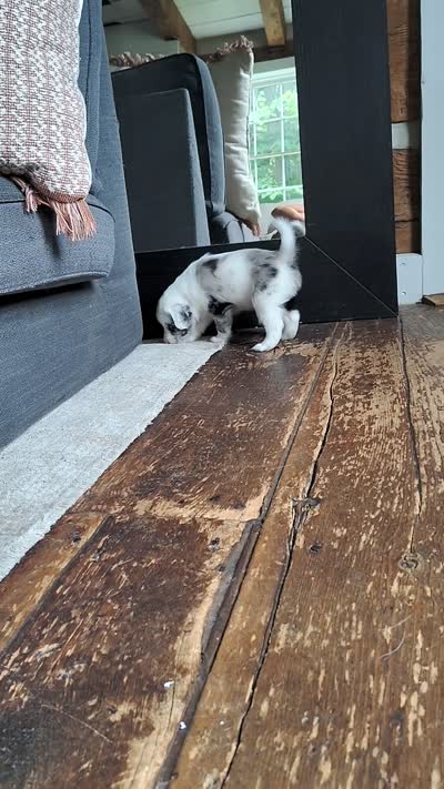 Mash, a male Australian Shepherd and Labrador Retriever for sale in Lakeside Marblehead, OH – 5 of 5