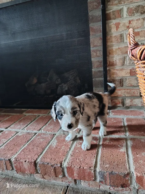 Dribbles – Australian Shepherd, Labrador Retriever puppy for sale in Lakeside Marblehead, OH