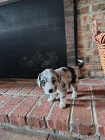 Dribbles, a male Australian Shepherd and Labrador Retriever for sale in Lakeside Marblehead, OH – 1 of 5