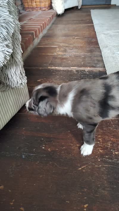 Tater tot, a male Australian Shepherd and Labrador Retriever for sale in Lakeside Marblehead, OH – 6 of 6