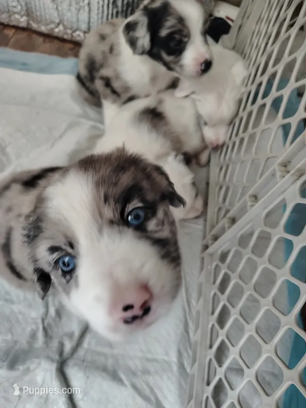 Frank – Australian Shepherd, Labrador Retriever puppy on hold in Lakeside Marblehead, OH