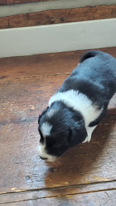 Pickles, a female Australian Shepherd and Labrador Retriever for sale in Lakeside Marblehead, OH – 3 of 3