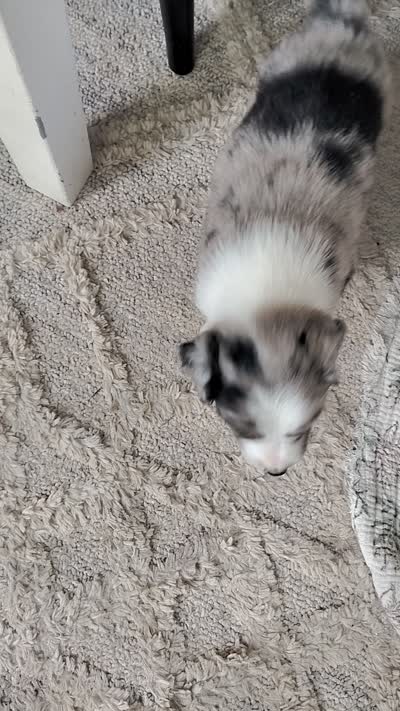 Dribbles, a male Australian Shepherd and Labrador Retriever for sale in Lakeside Marblehead, OH – 3 of 5