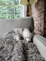 Spark, a female Australian Shepherd and Labrador Retriever for sale in Lakeside Marblehead, OH – 7 of 9