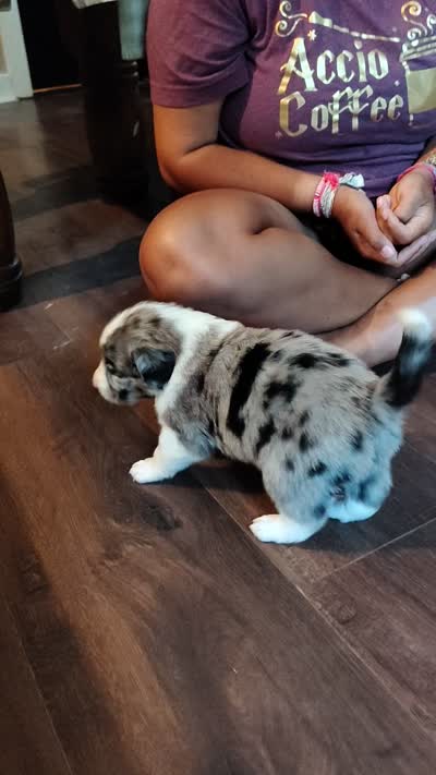 Frank, a male Australian Shepherd and Labrador Retriever for sale in Lakeside Marblehead, OH – 5 of 5