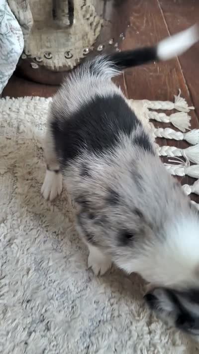 Dribbles, a male Australian Shepherd and Labrador Retriever for sale in Lakeside Marblehead, OH – 5 of 5